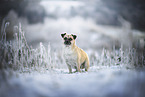 Pug-Mongrel