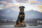 Rottweiler-Bernese-Mountain-Dog