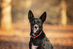 Labrador-Retriever-German-Shepherd