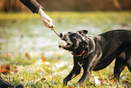 Labrador-Retriever-German-Shepherd