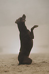 Bodeguero-Podenco-Mongrel