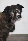 Border-Collie-Mongrel