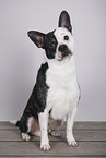 French-Bulldog-Chihuahua