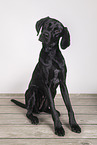Pointer-Mongrel