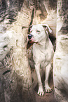 Dogo-Argentino-Mongrel