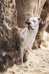 Dogo-Argentino-Mongrel
