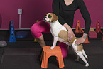 Beagle-Mongrel
