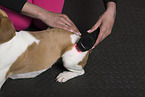 Beagle-Mongrel