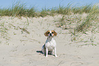 Beagle-Mongrel