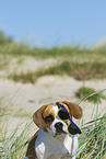 Beagle-Mongrel