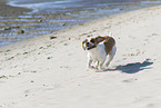 Beagle-Mongrel