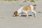 Beagle-Mongrel
