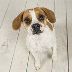 Beagle-Mongrel