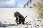 Toypoodle-English-Cocker-Spaniel-Mongrel