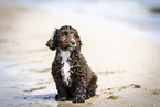 Toypoodle-English-Cocker-Spaniel-Mongrel