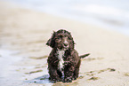 Toypoodle-English-Cocker-Spaniel-Mongrel
