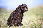 Toypoodle-English-Cocker-Spaniel-Mongrel