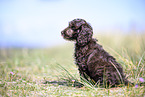 Toypoodle-English-Cocker-Spaniel-Mongrel