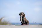 Toypoodle-English-Cocker-Spaniel-Mongrel