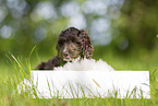 Toypoodle-English-Cocker-Spaniel-Mongrel