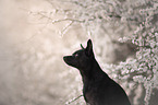 Chihuahua-Mongrel