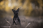 Chihuahua-Mongrel
