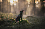 Chihuahua-Mongrel