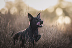 Chihuahua-Mongrel