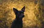 Chihuahua-Mongrel