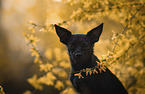 Chihuahua-Mongrel