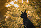 Chihuahua-Mongrel