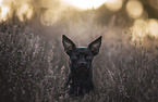 Chihuahua-Mongrel