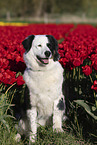 dog in tulip field