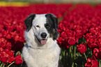 dog in tulip field