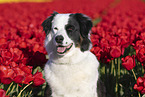 dog in tulip field