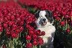 dog in tulip field