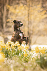 Podenco-Olde-English-Bulldog-Mongrel