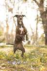 Podenco-Olde-English-Bulldog-Mongrel