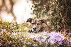Podenco-Olde-English-Bulldog-Mongrel