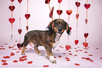 Havanese-Dachshund-Mongrel