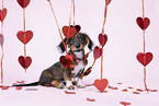 Havanese-Dachshund-Mongrel