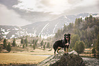 Croatian-Shepherd-Mongrel