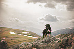 Croatian-Shepherd-Mongrel