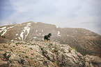 Croatian-Shepherd-Mongrel