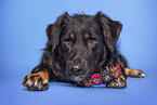 Croatian-Shepherd-Mongrel