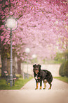 Croatian-Shepherd-Mongrel