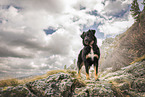 Croatian-Shepherd-Mongrel