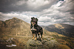 Croatian-Shepherd-Mongrel