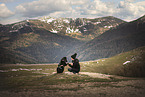 Croatian-Shepherd-Mongrel