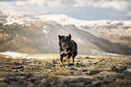 Croatian-Shepherd-Mongrel